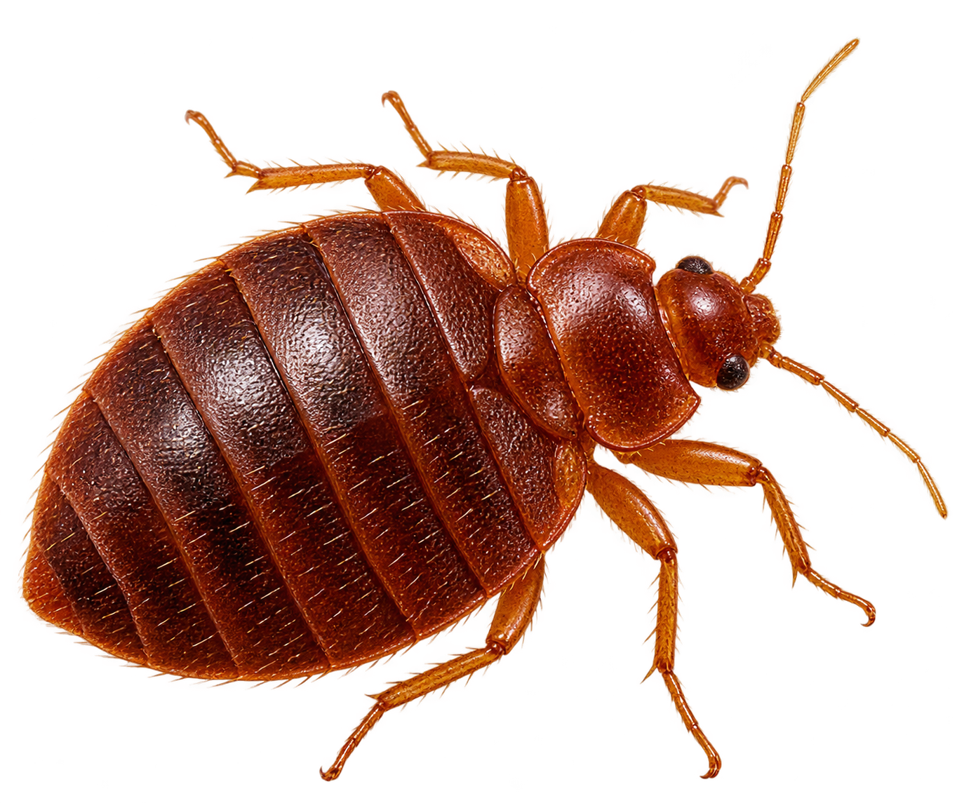 Bedbug Control