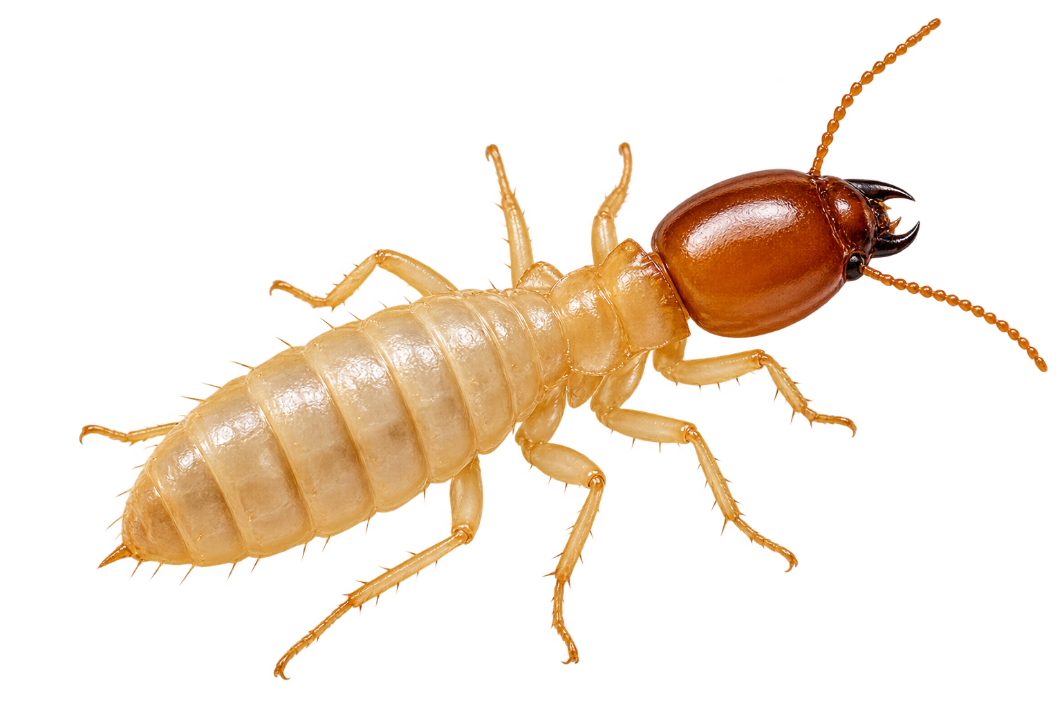 Termite Control