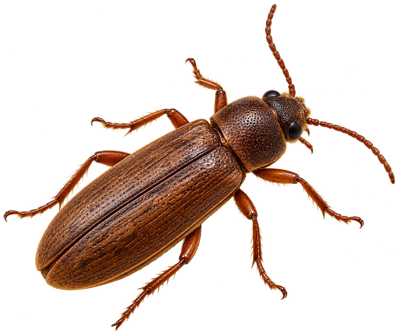 Wood Borer Control